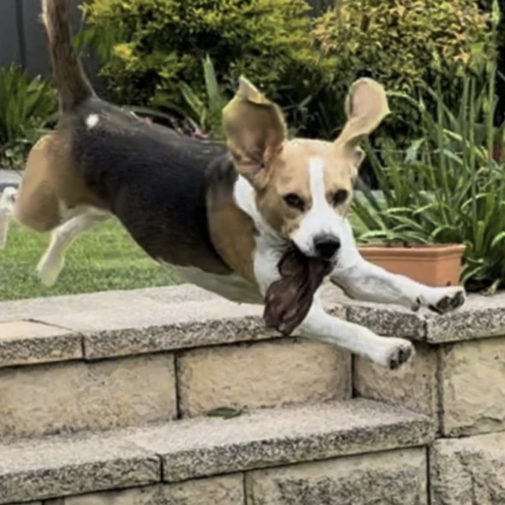 Beagle jumping for joy with a hairy beef ear in his mouth Bonza Dog Treats