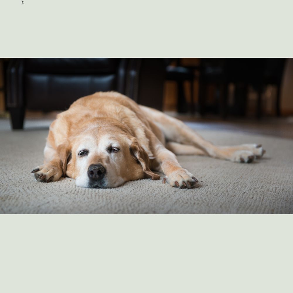 The Best Natural Treats for Senior Dogs
