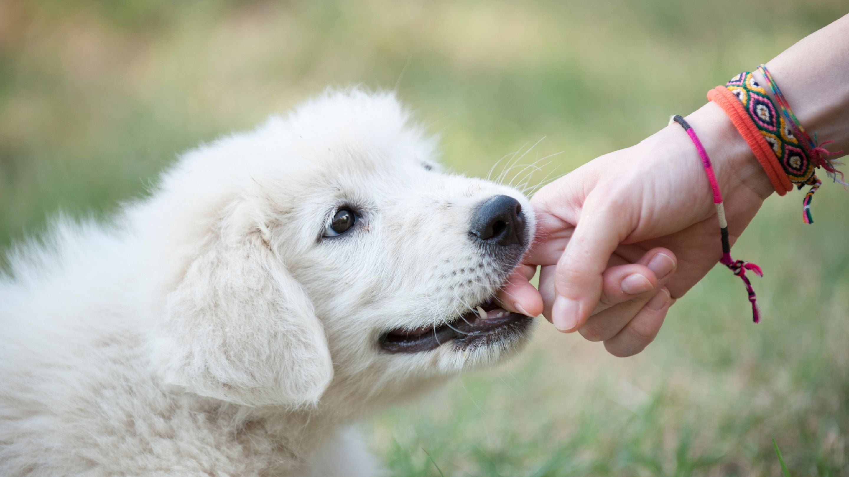 over stimulated puppy biting fingers