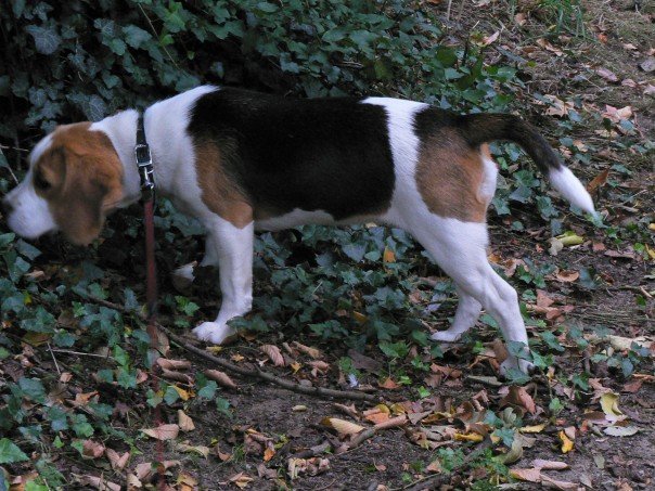 beagle sniffing while out on a walk