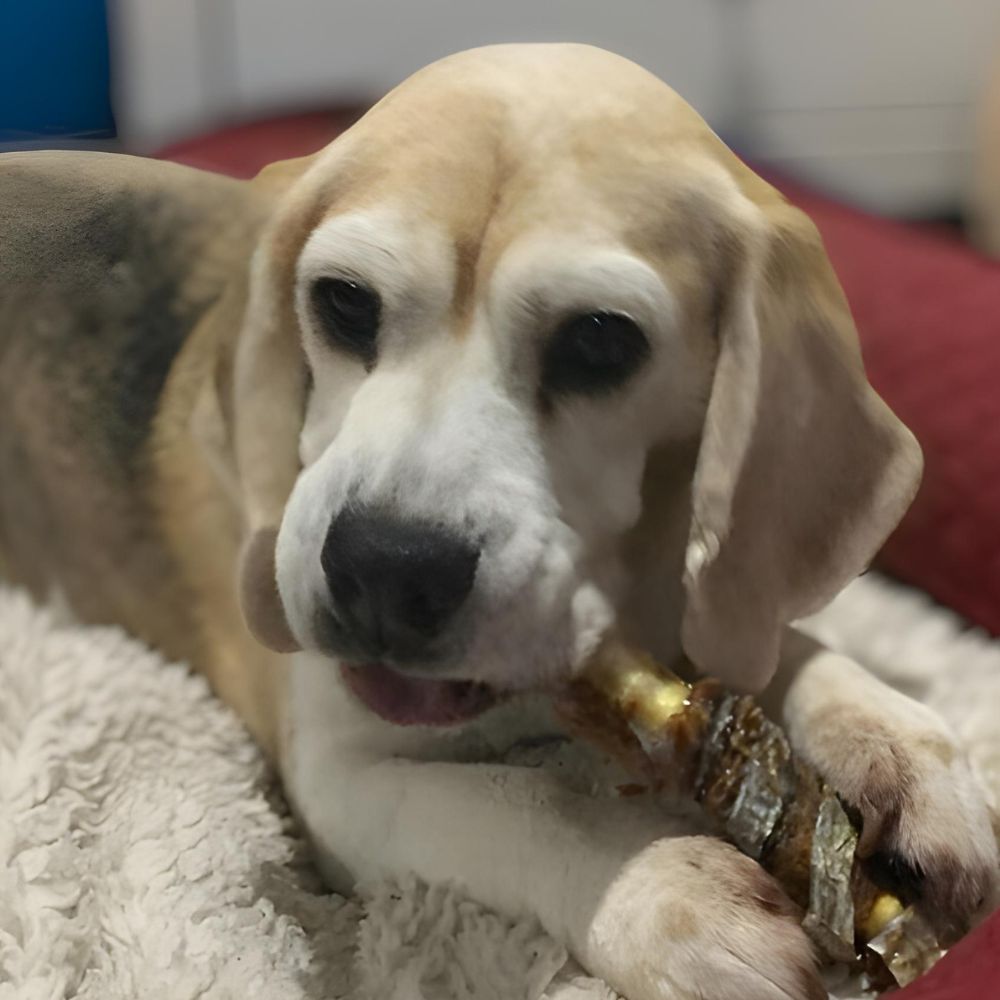 dog eating queenfish tail Bonza DOg Treats