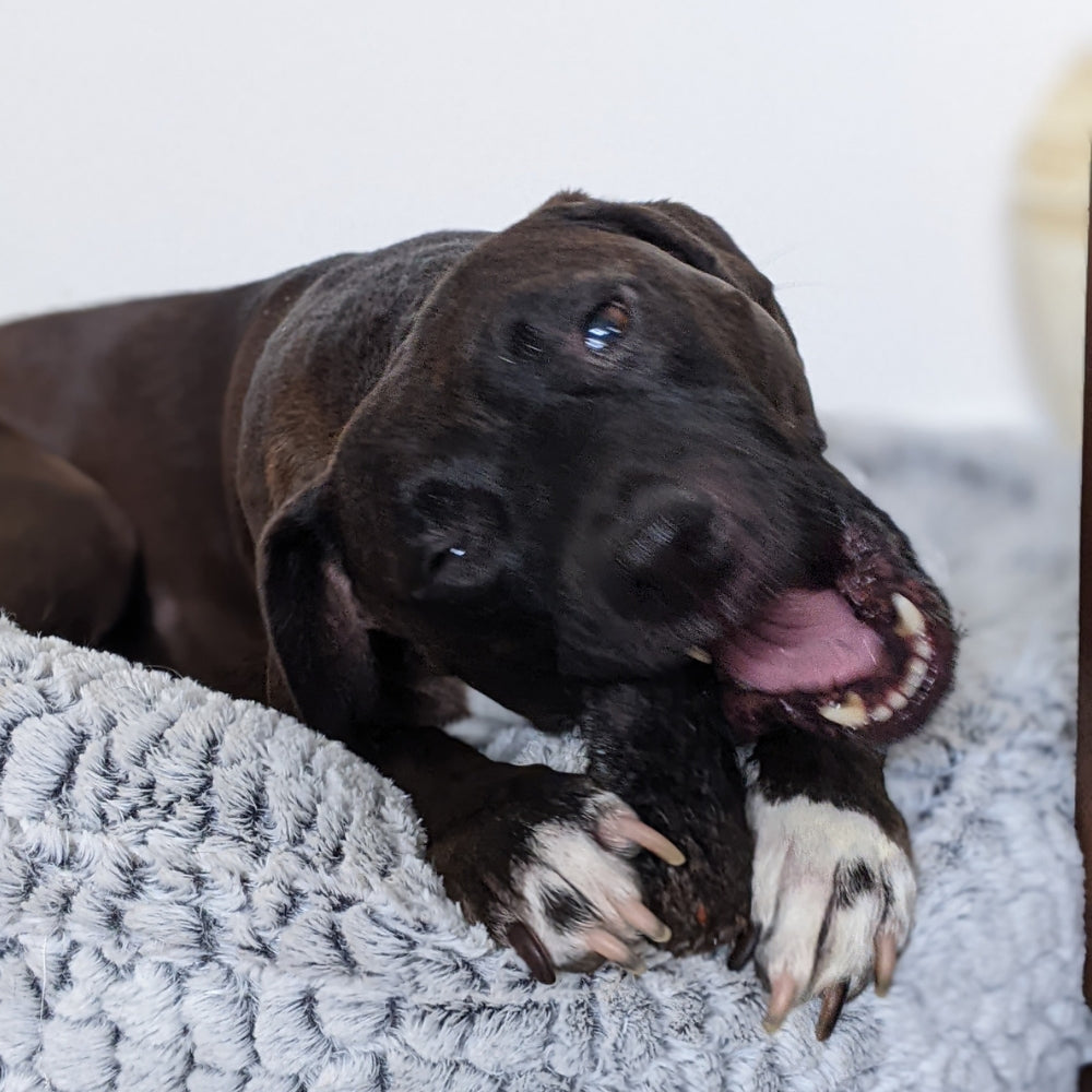 Staffie being given a goat trotter from Bonza Dog Treats