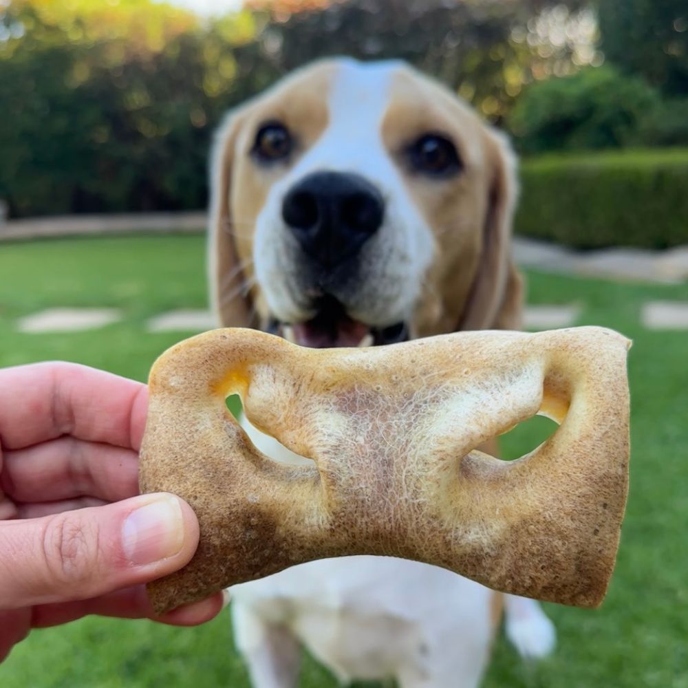 Beagle with a fugly treat from the Bonza Dog Treats fugly & fomo collection