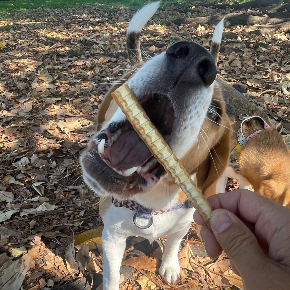 fish collection bonza dog treats