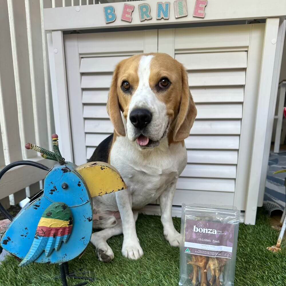Bernie Beagle sitting by a pack of chicken feet and a metal bird garden ornament