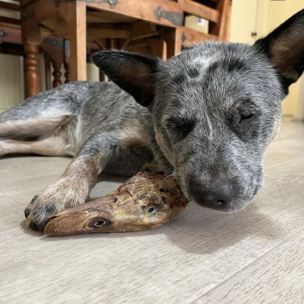 Australian Cattle Dog puppy chewing Duck Head for crunchy dental and joint health support | Bonza Dog Treats