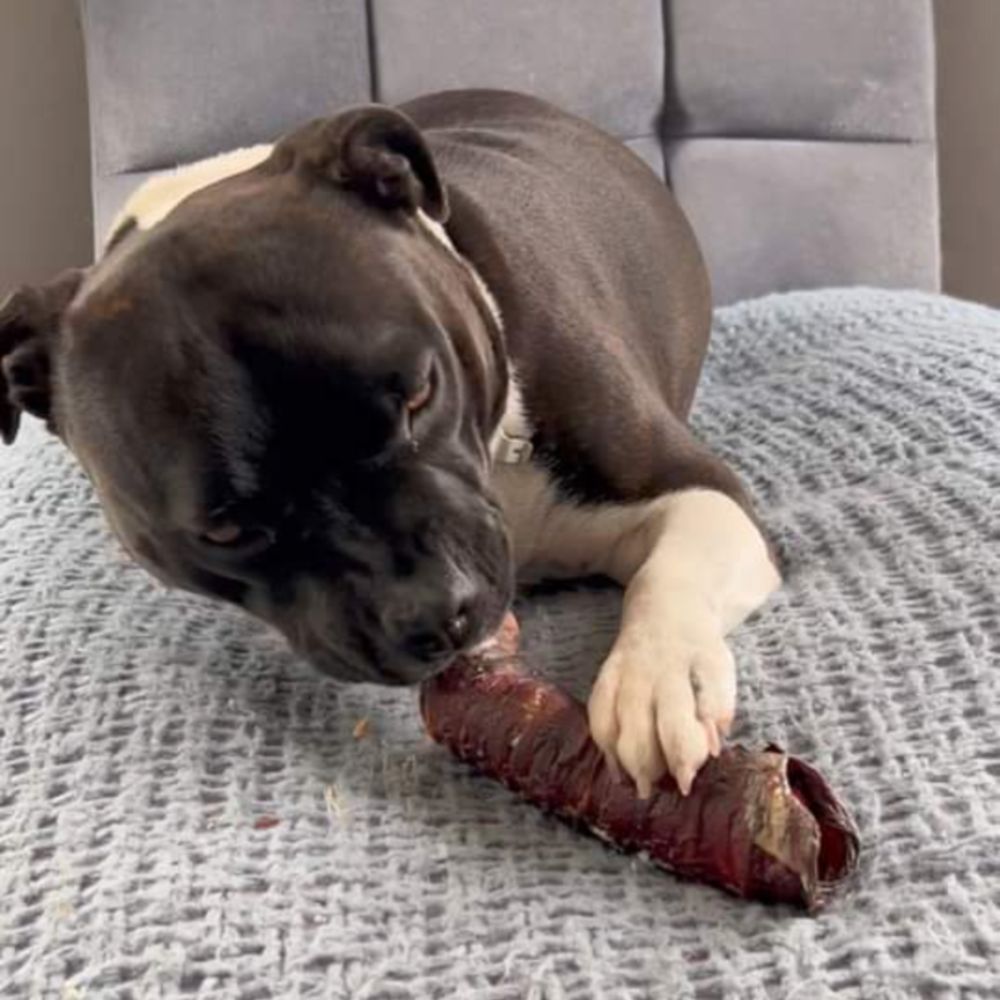 Hank the Stafford on a blanket eating a beef trachea from Bonza Dog Treats