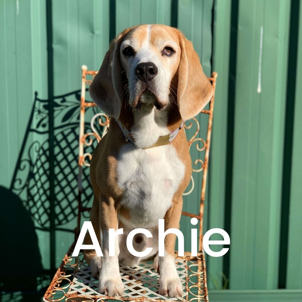 Archie the Beagle - name sake of The Arch Bundle