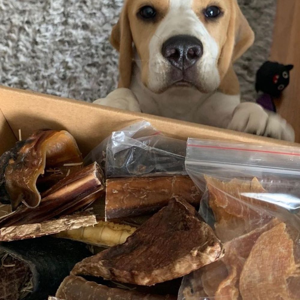 Beagle with birhtday gotacha day box of meat dog treats Bonza Dog Treats