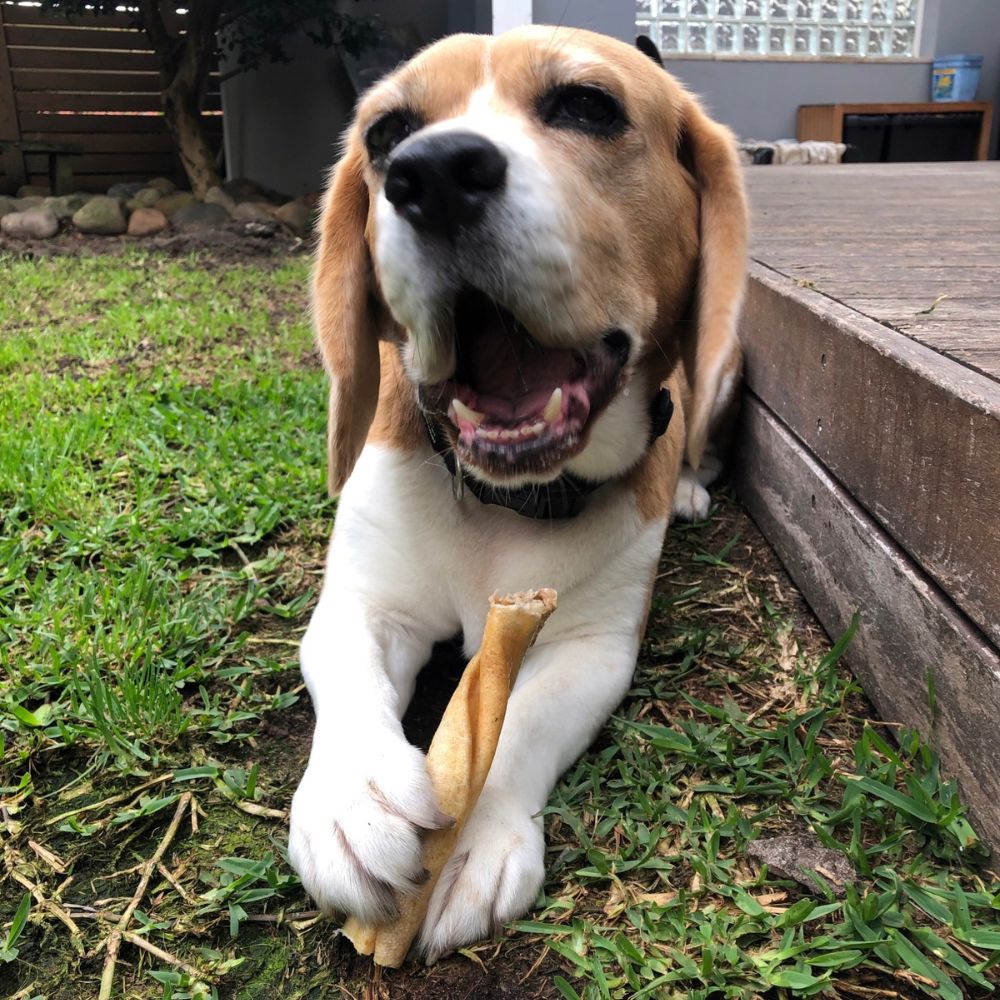 Beagle dog enjoying twisted kangaroo tail treat from Bonza Dog Treats