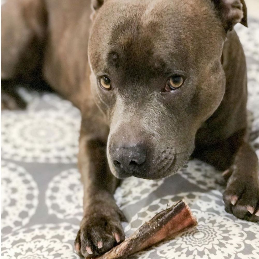 Blue staffy with thick bully stick dog treat