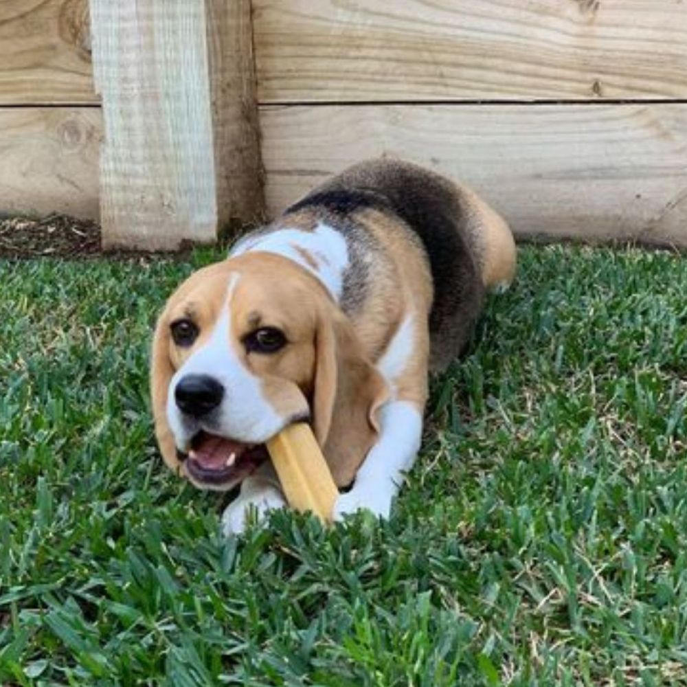 beagle named Paddington with a himalayan chew