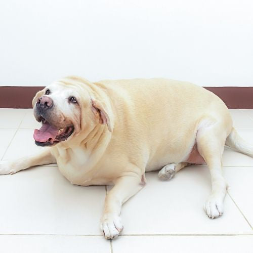 Is Obesity In Dogs Due To Diet or Lifestyle?