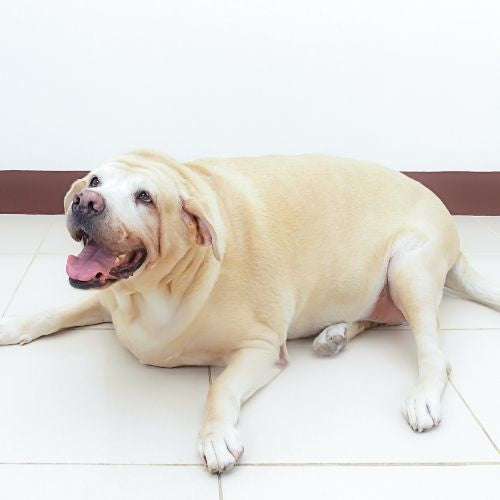 obese dog