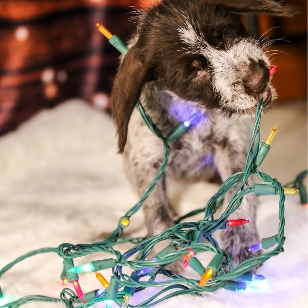 7 ways to keep your puppy safe this Christmas.