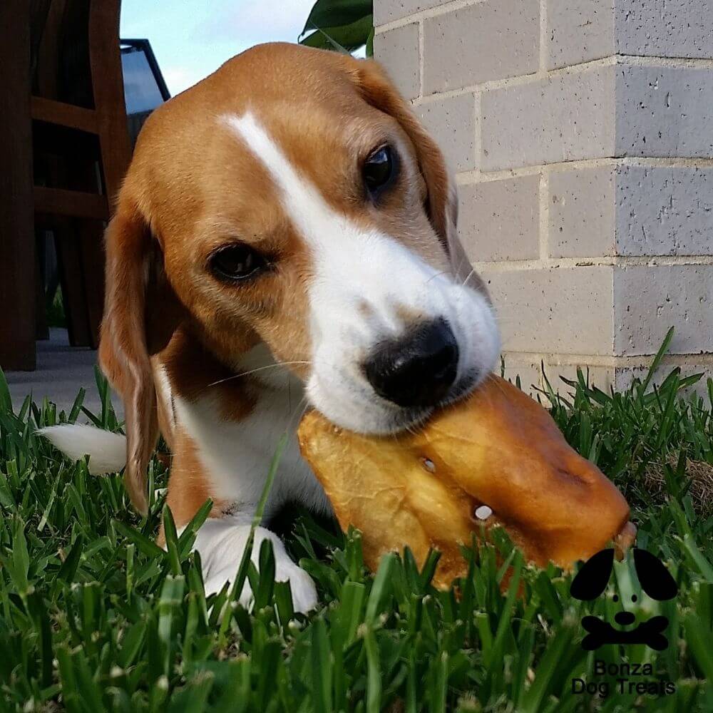 Beagle enjoying beef ear Bonza Dog Treats
