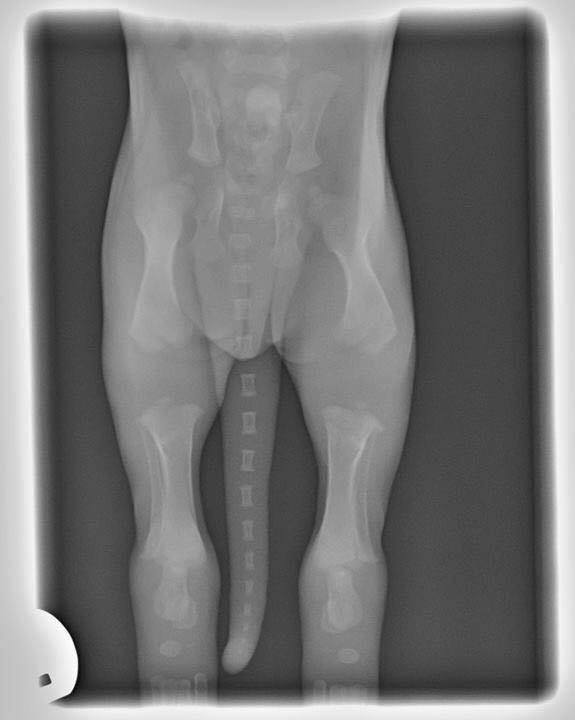 xray of puppy skeleton