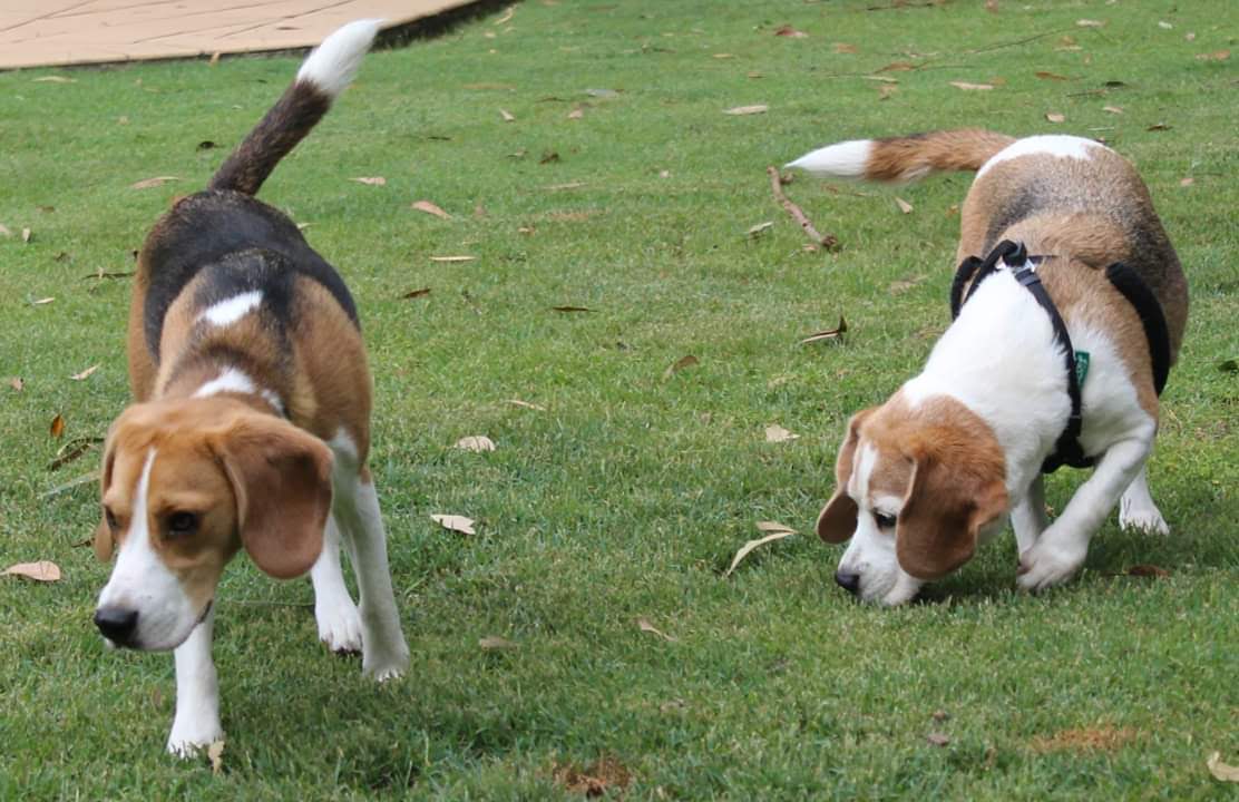Beagles sniffing