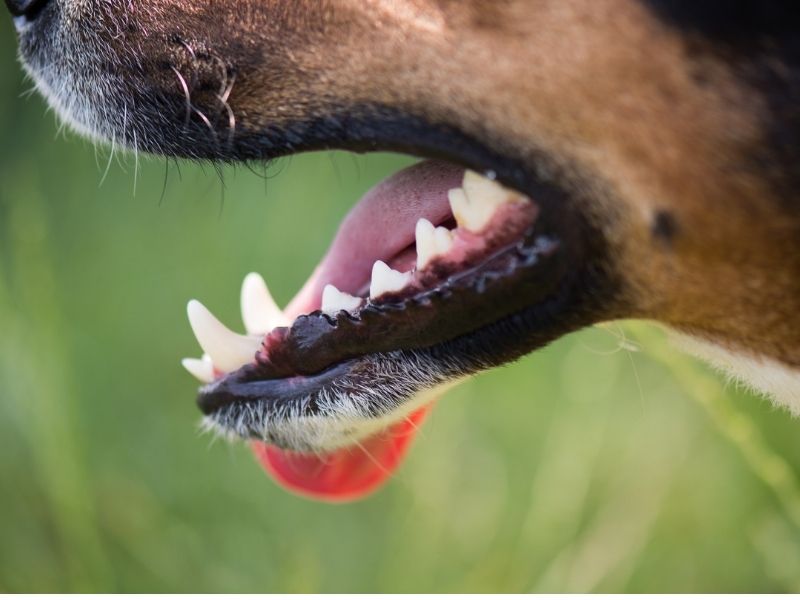 Dogs mouth showing clean white teeth 