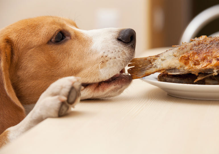 beagle stealing piece of fish from plate on table
