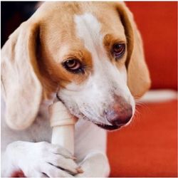 A dog chewing a dangerous rawhide bone, illustrating the need for safer alternatives like 100% Australian air-dried meat treats.
