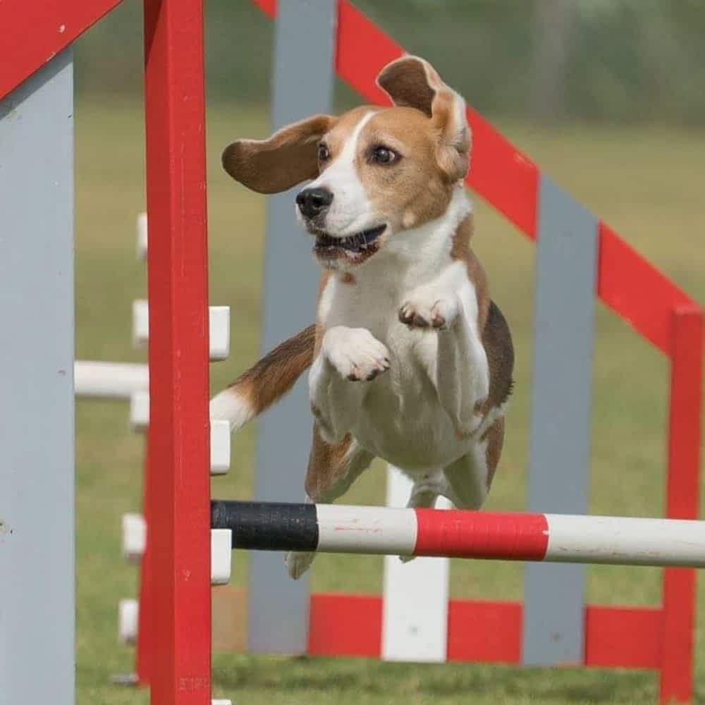 An Agility dog jumping over a jump, emphasizing joint support and Manganese-rich treats