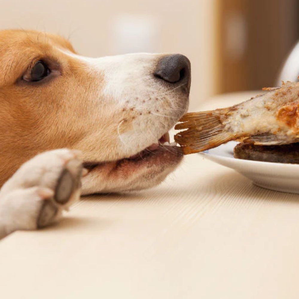 beagle stealing food from counter - countersurfing