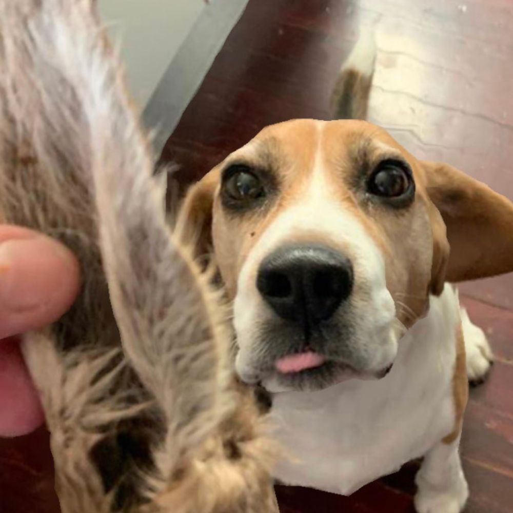 beagle looking at kangaroo ear with fur