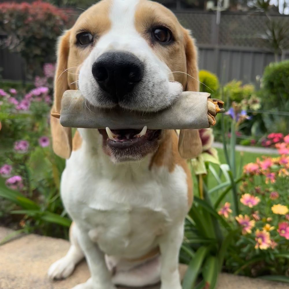 beagle with shark skin roll dental chew in mouth