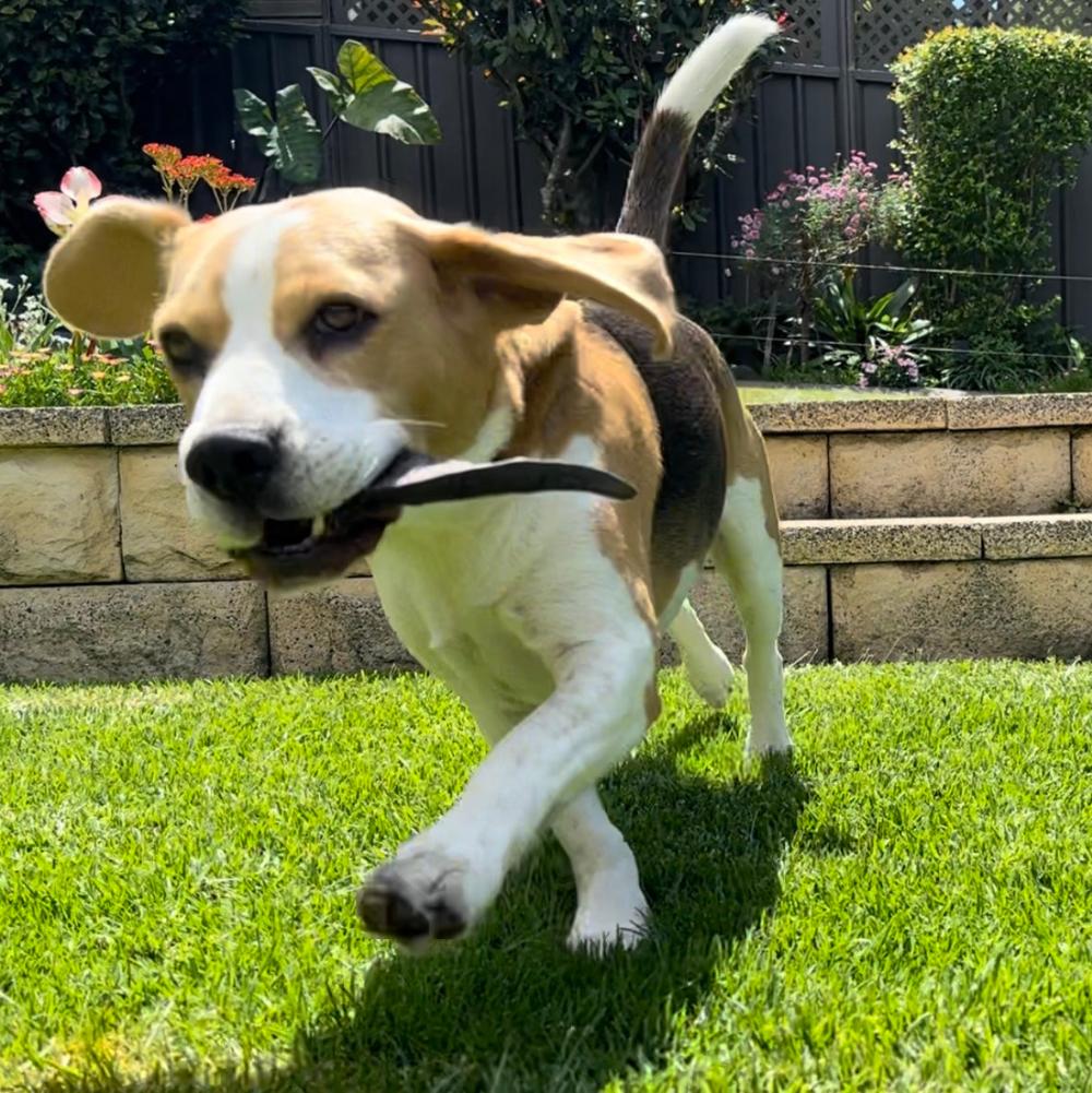 beagle with goat horn in mouth
