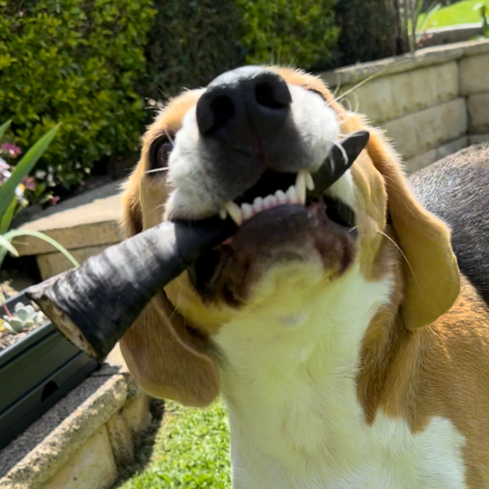 Bernie beagle with a goat horn