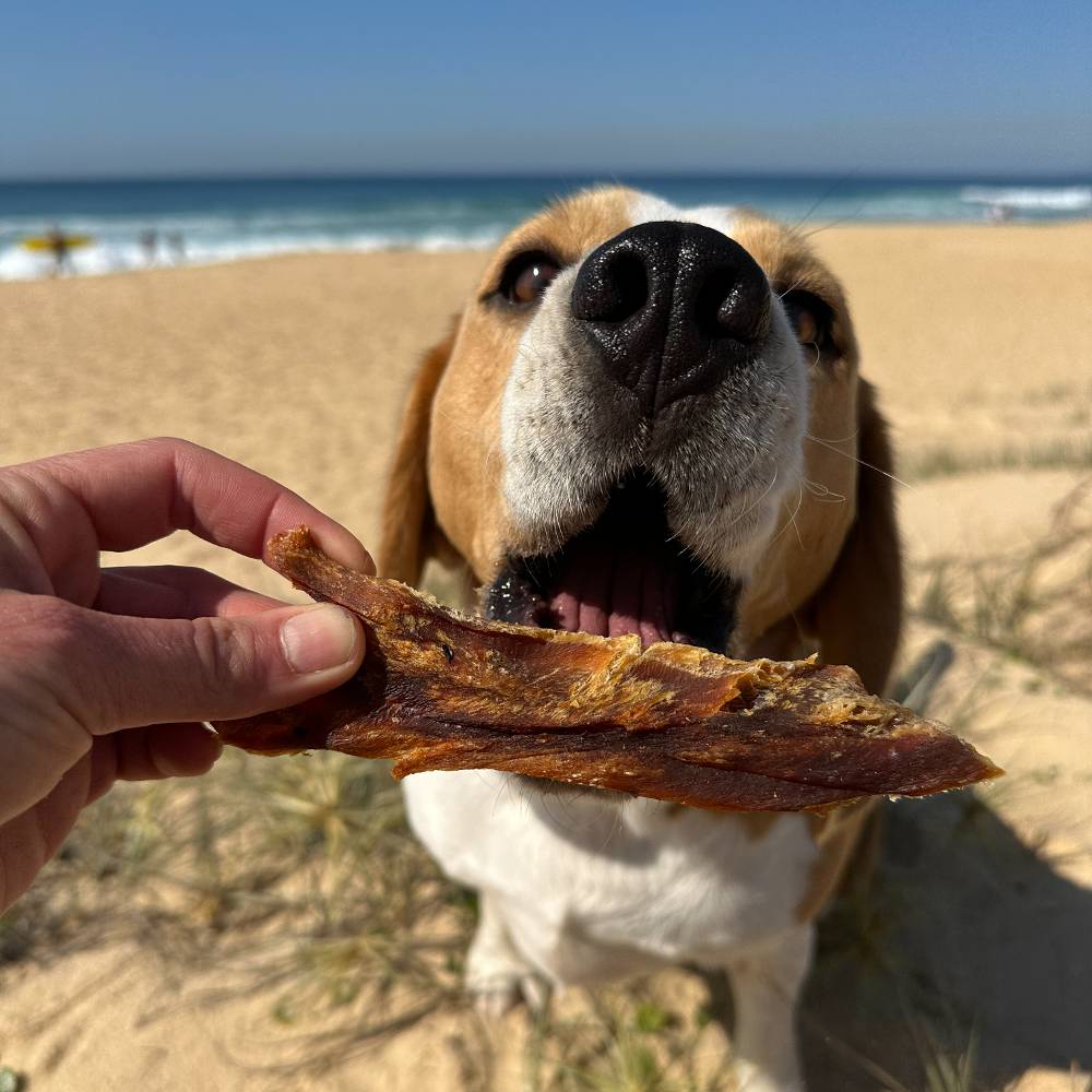 Beagle with shark fillet