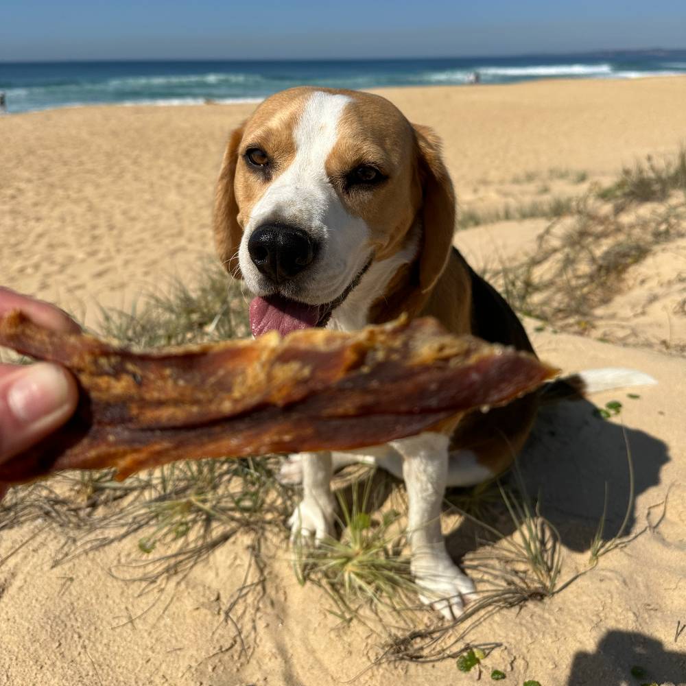 Bernie beagle at the beach looing at a piece of shark fillet