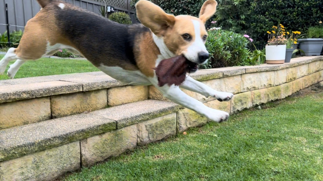 beagle with furry beef ear in his mouth