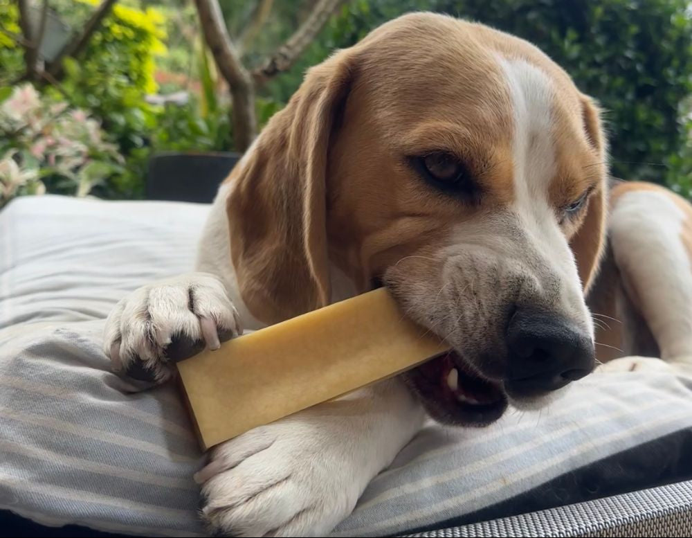 beagle on bed chewing Himalayan dog chew