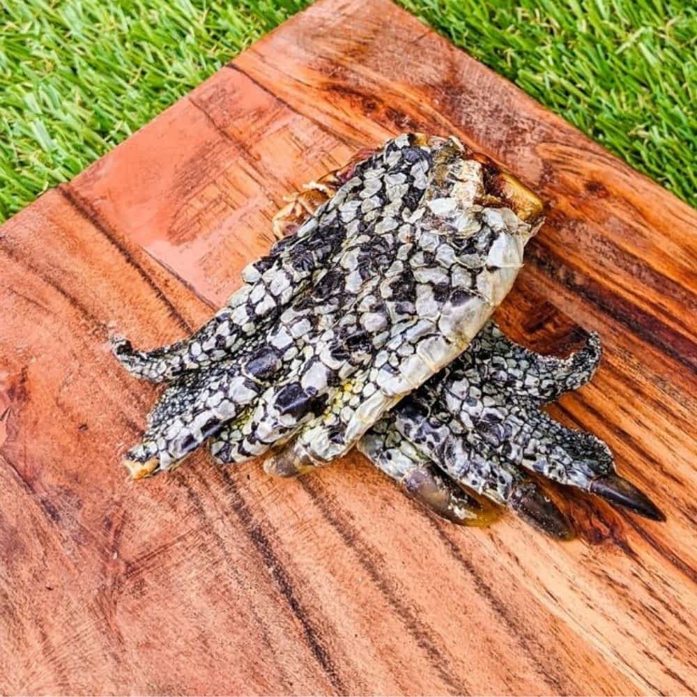 crocodile feet novel protein dog treats