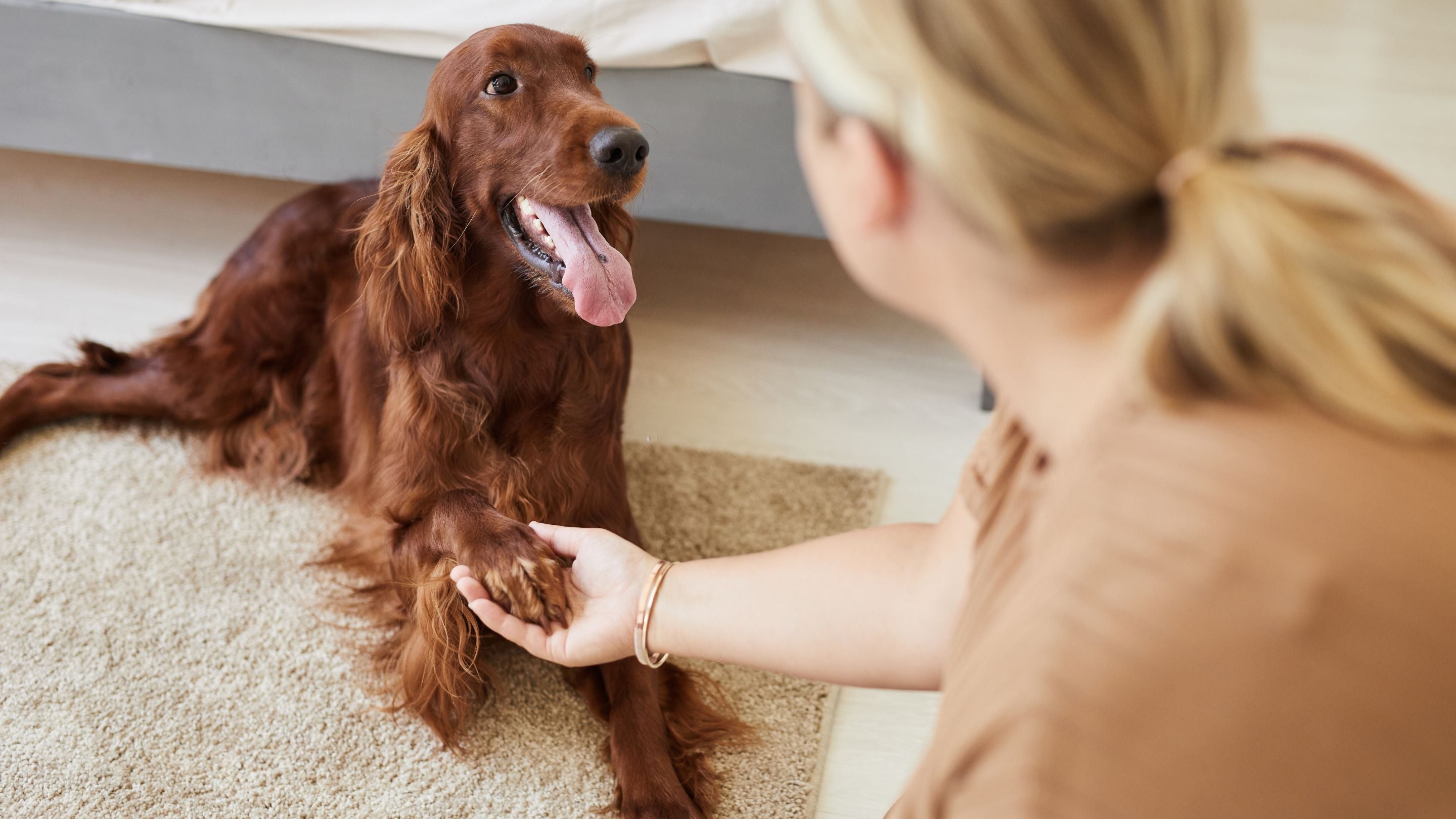 dog shaking paws with lady