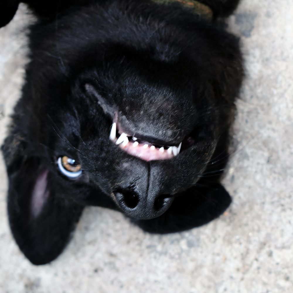 Dog grinning showing teeth lying upside down