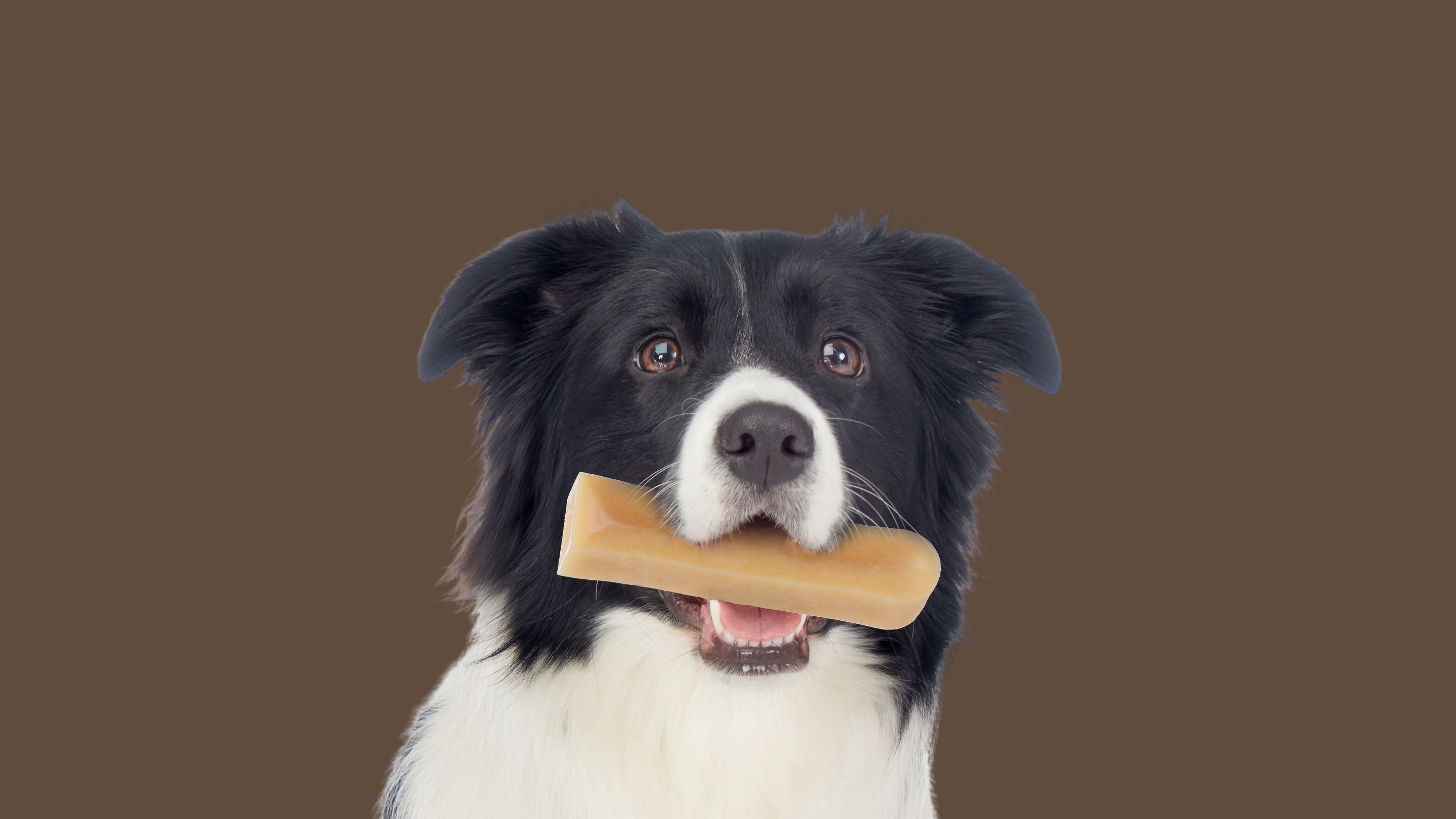 dog with Himalayan chew