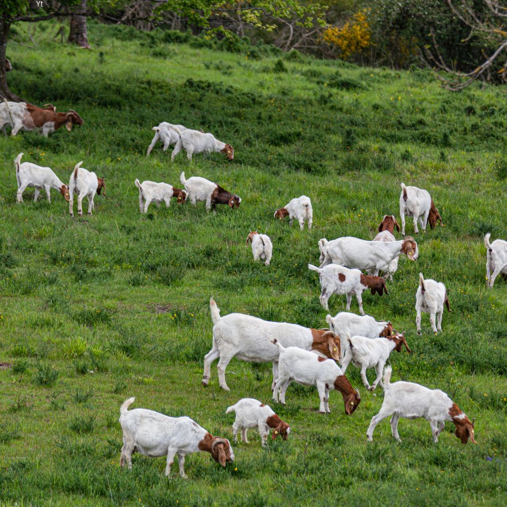 Why We Source Our Goat Locally