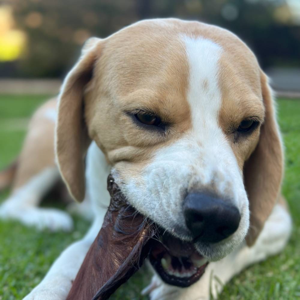 beagle with hairy beef ear