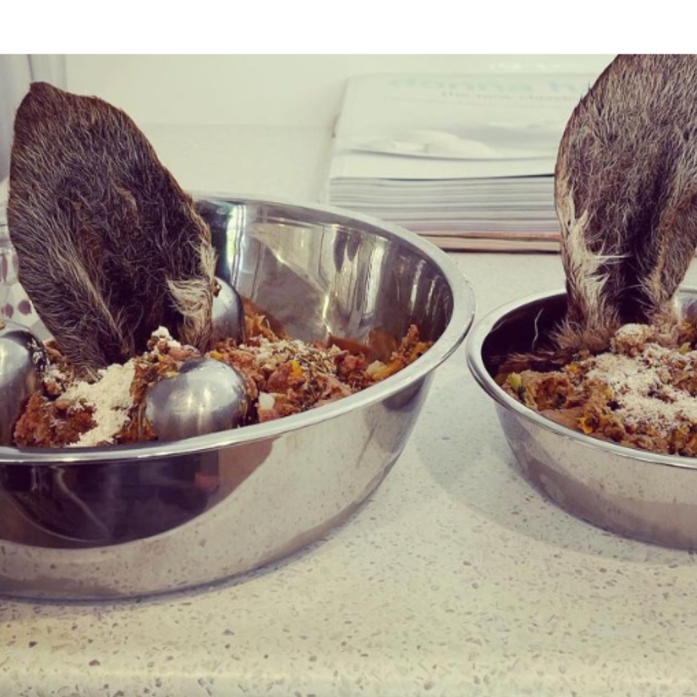 kangaroo ears in dog dinner bowls