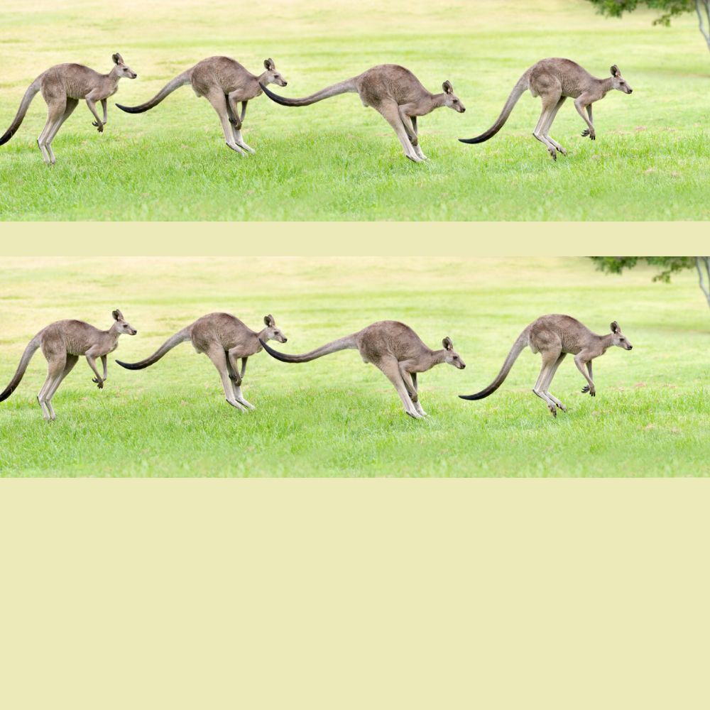 4 kangaroos jumping through a paddock