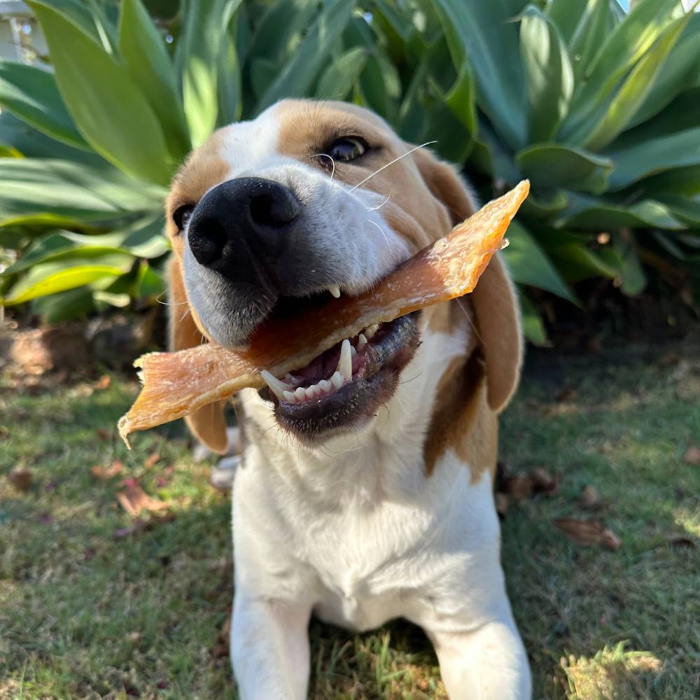 beagle with bright white teeth with piece of paddywack in mouth