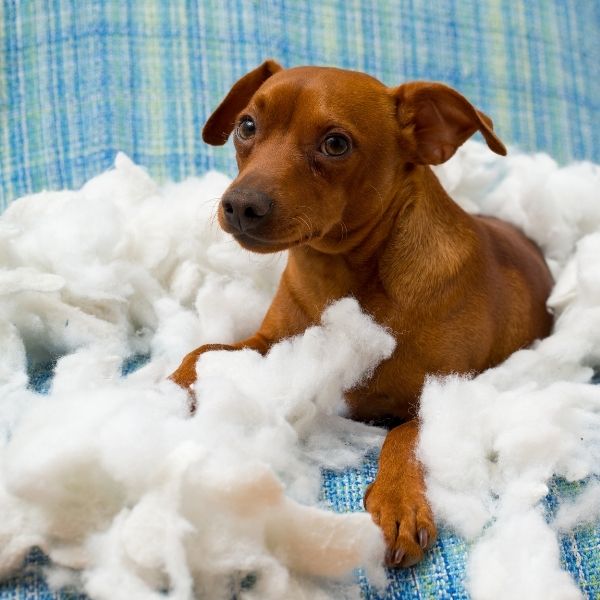 puppy surrounded by stuffing from cushion