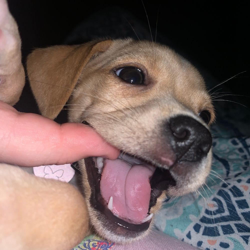 Why Do Puppies Bite Part 3 - Teething