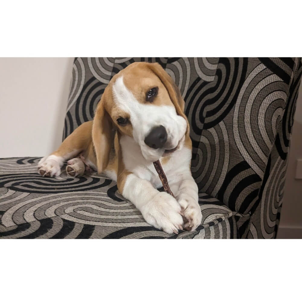beagle puppy with pork pizzle chew for teething
