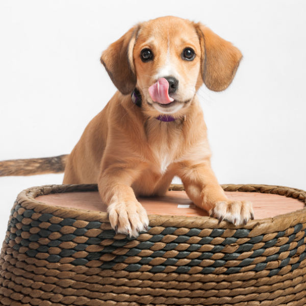 So You Want To Get A Puppy - How To Choose THE ONE