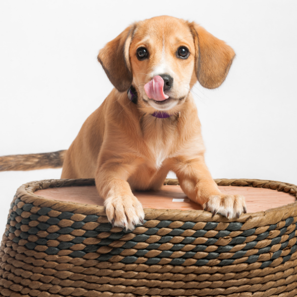 puppy licking nose with paws on wicker stool
