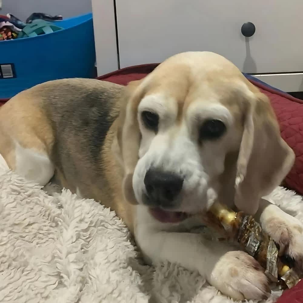 A senior Beagle resting comfortably while enjoying a natural chew, demonstrating how Manganese and Green Lipped Mussel provide the building blocks for joint mobility and structural integrity in older dogs.